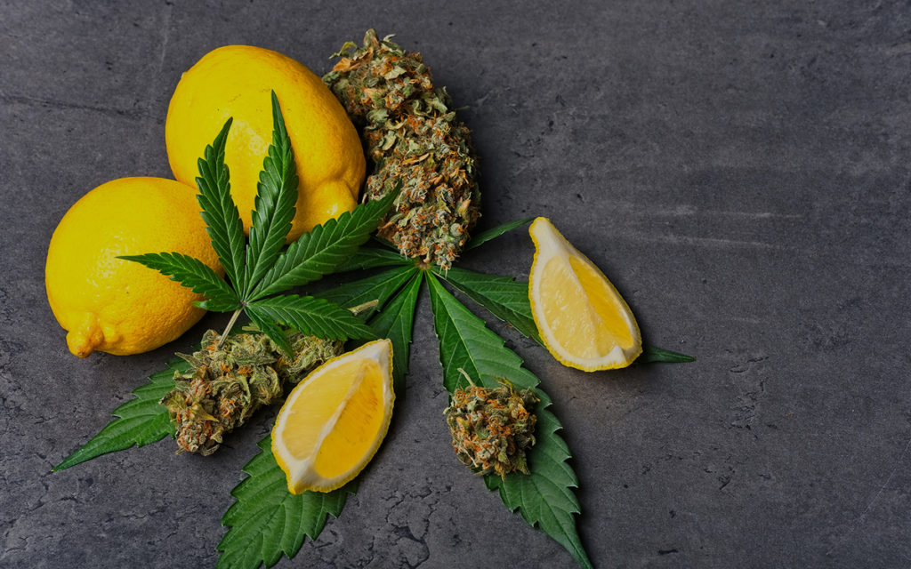 What the Hemp are Terpenes?