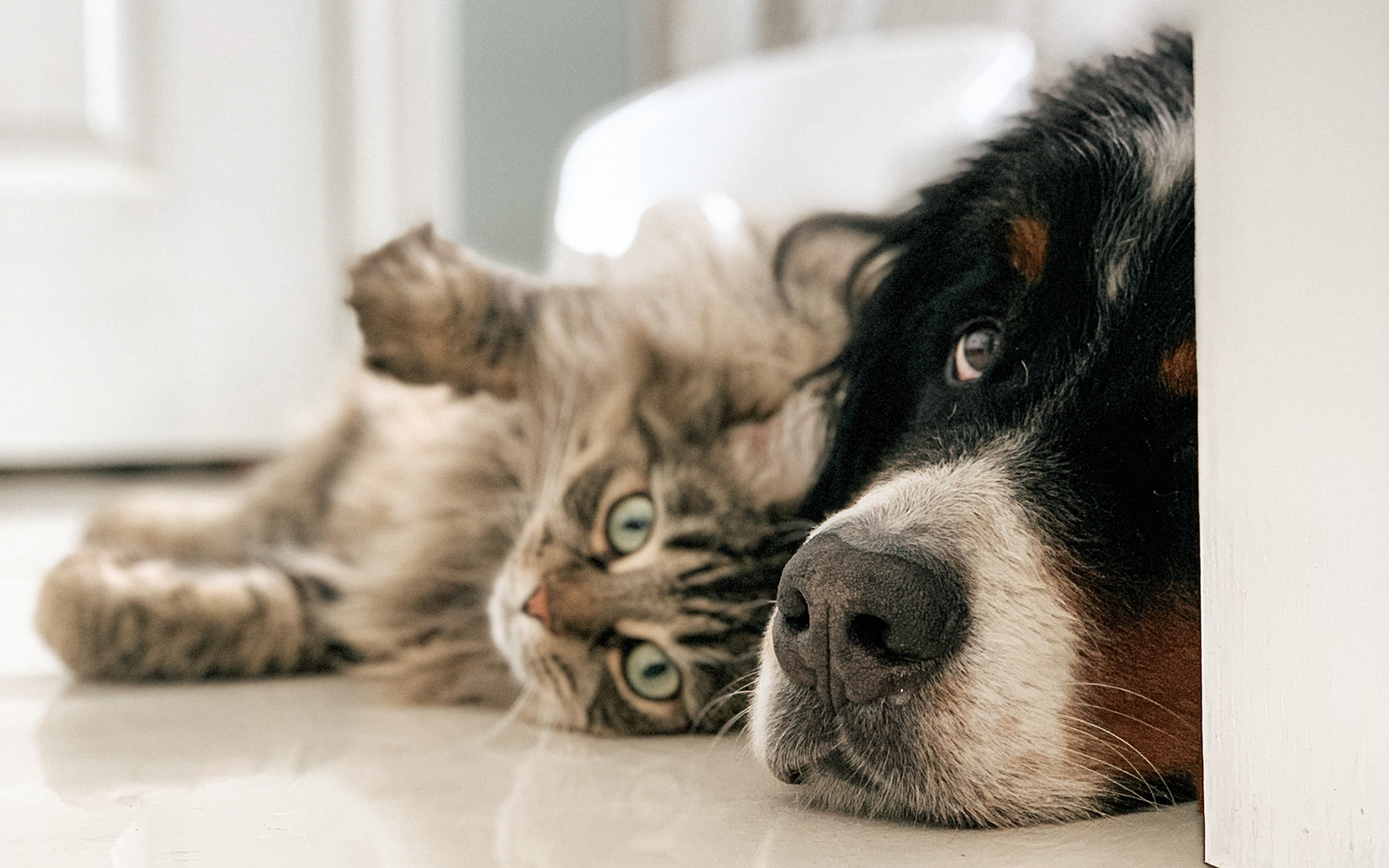 benefits of CBD for dogs and cats