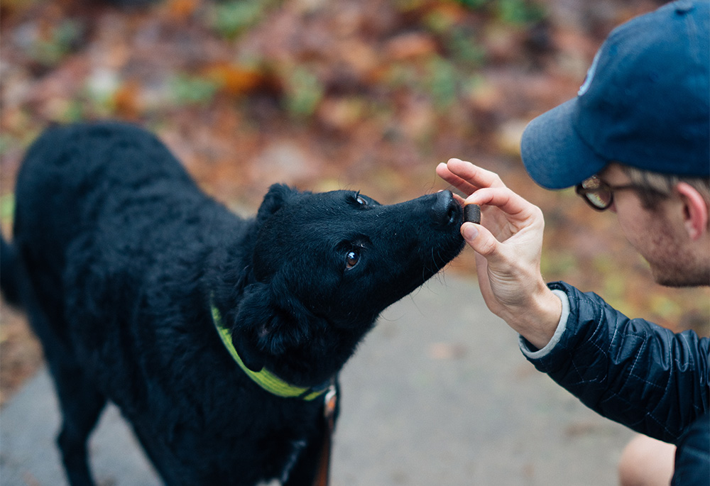 how much cbd to give dog